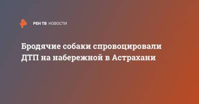 Бродячие собаки спровоцировали ДТП на набережной в Астрахани