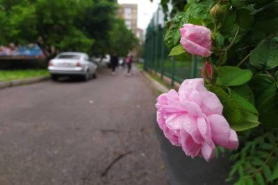 В ДНР высадили примерно 480 000 цветов и деревьев