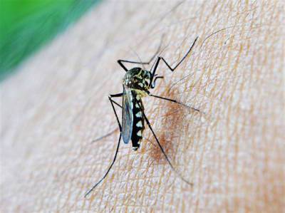Власти Москвы прокомментировали обилие комаров в столице