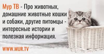 18-летний подросток продал 25 несуществующих ланей тверскому зоопарку - skuke.net - Тверская обл. - респ. Карачаево-Черкесия - Ставрополье