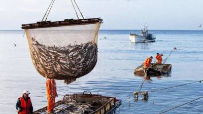 Россия и Украина согласовали квоты на вылов рыбы в Азовском море