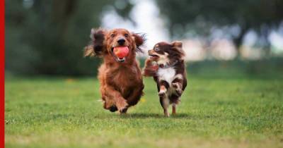 Собаки для детей: топ-5 самых игривых и активных пород