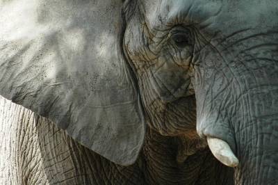 Стадо слонов в Китае покинуло заповедник, разрушая все на своем пути