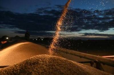 Россия ждет урожая пшеницы в 81 млн тонн в 2021 году