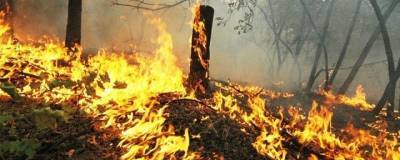 В Оренбурге после поджога леса возбудили уголовное дело