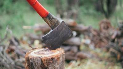 Воронежцы сообщили о вырубке деревьев в Берёзовой роще