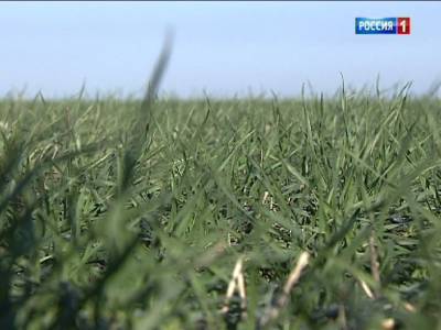 Обильные дожди положительно повлияли на рост озимых в Ростовской области