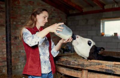 Число семейных молочных ферм в Украине выросло до 85
