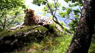 В Приморье самка леопарда вновь принесла потомство