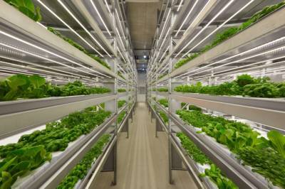 Инновационная вертикальная ферма будет производить 5 т зелени в месяц