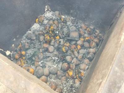 В Псковской области сожгли 18 килограммов испанских мандаринов (фото, видео)