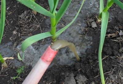 Как полить чеснок мочевиной (карбамидом): весной, в июне, пропорции