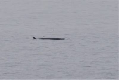 У берегов Шотландии заметили редкого 15-метрового кита