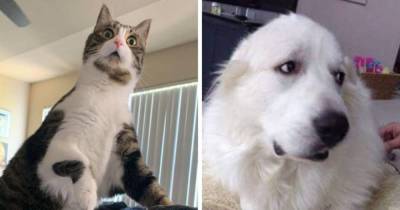 15 фото, которые доказывают, что котики и собаки проявляют свои эмоции так же ярко и понятно, как люди