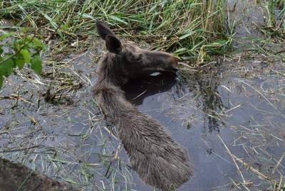 В Ровенской области спасли лосиху из водяного капкана