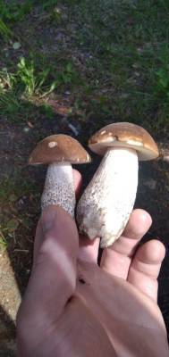 В Невском пятачке открыли грибной сезон