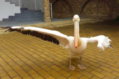 На базе отдыха в Одесской области незаконно содержат краснокнижного пеликана