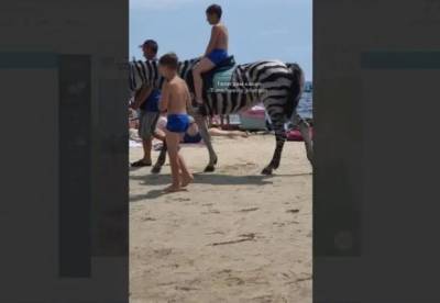 На популярном украинском курорте лошадь покрасили в зебру ради заработка (фото)