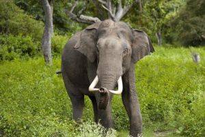 В Индии озабоченный слон уже убил 16 человек