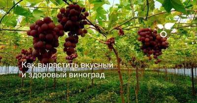 Как вырастить вкусный и здоровый виноград
