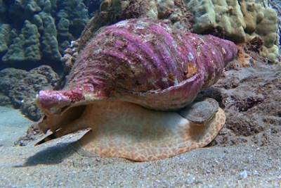 Найденного у реки огромного моллюска продали с аукциона - lenta.ru - Австралия - India - Индонезия - Папуа Новая Гвинея - штат Андхра-Прадеш