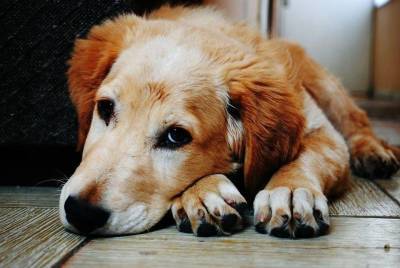 Эти 6 неочевидных признаков подскажут, что ваша собака заболела или чувствует боль