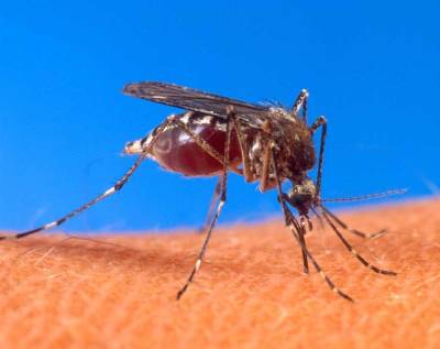 ВОЗ объявила Китай страной, свободной от малярии