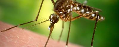 Китай признан ВОЗ свободным от малярии