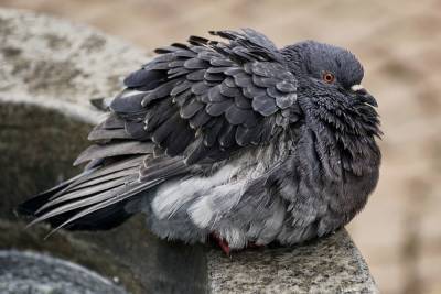 В Новосибирске заметили массовую гибель молодых голубей
