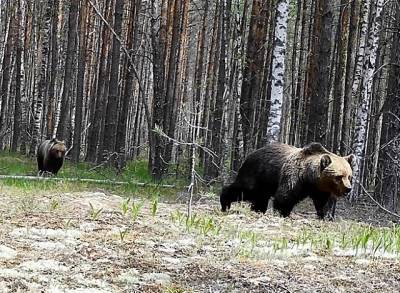 Медвежий поход попал в объектив фотоловушки в Керженском заповеднике