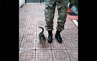 Курьез: Турецкие военные научили котенка маршировать (ВИДЕО)