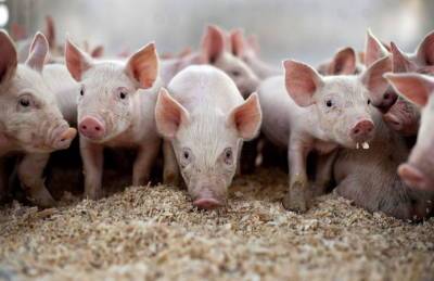 Ristone Holdings обновит поголовье свиней