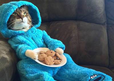 Госдеп США по ошибке разослал приглашения на встречу с котом в пижаме