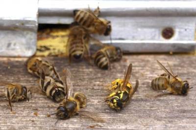 Массовая гибель пчел произошла на Алтае