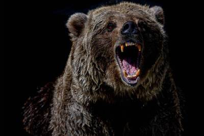 Медведь забрался в дом и напал на вооруженного жильца