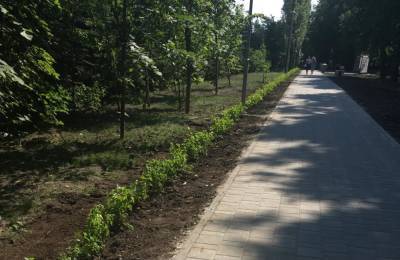 Живая изгородь почти в 400 метров появилась в сквере на проспекте Гагарина