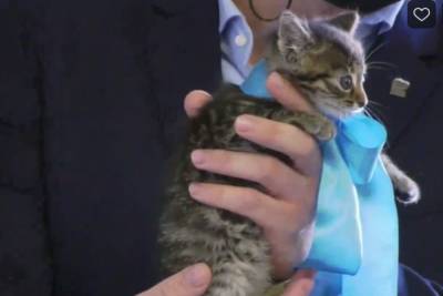 Елене Полонской во время отчета на сессии гордумы подарили котенка