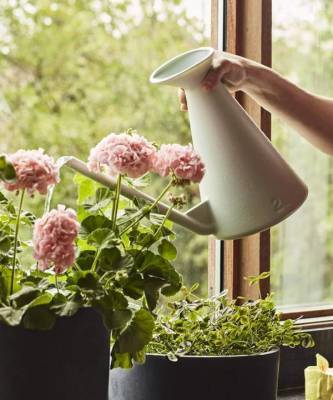 Как правильно поливать комнатные растения: 5 советов
