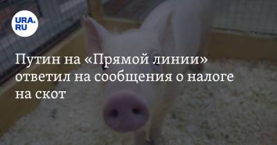 Путин на «Прямой линии» ответил на сообщения о налоге на скот