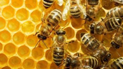 Городское пчеловодство: можно ли ставить улья на балконе?