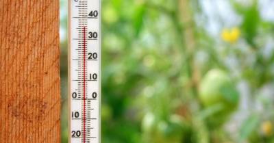 В теплице как в бане: Марис Нарвилс рассказывает о том, как защитить садовые и тепличные растения от жары