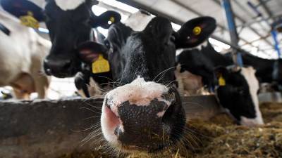 В России не будут вводить налог на скот