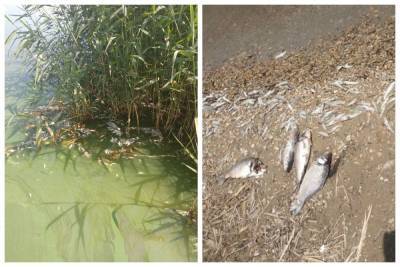 Сотни мертвой рыбы усыпали побережье на Одесчине: кадры ЧП и что известно
