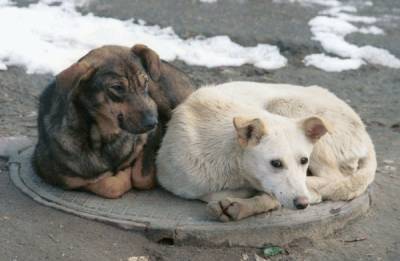 Безответственные хозяева домашних животных будут оштрафованы до 30 тысяч рублей