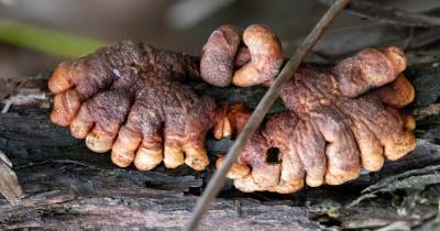 Пальцы зомби. В Австралии найдено "убежище" редкого и вымирающего вида грибка