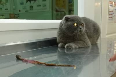В Ростове кот едва не пострадал из-за съеденной подарочной ленты
