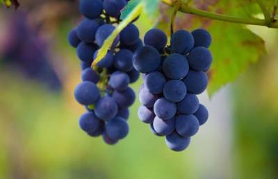 Эта хитрость поможет вырастить вкусный виноград: вы удивитесь, узнав как все просто