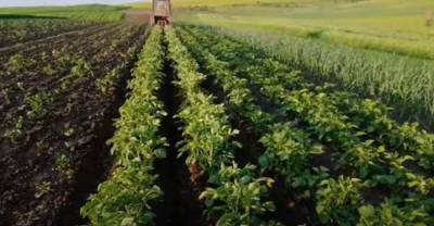 Украинцев решили обложить налогом за огороды: проект закона уже в Раде