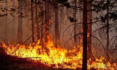 В одном из районов Карелии ожидается чрезвычайная пожарная опасность