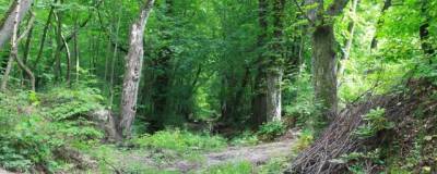 Суздальский лес в Калининградской области сделают парком